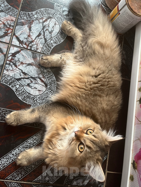 Кошки в Екатеринбурге: Котик Карл Мальчик, Бесплатно - фото 6