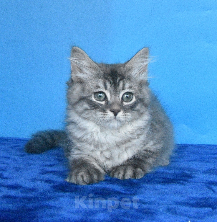 Кошки в Москве: Сибирский котик Мальчик, 45 000 руб. - фото 8