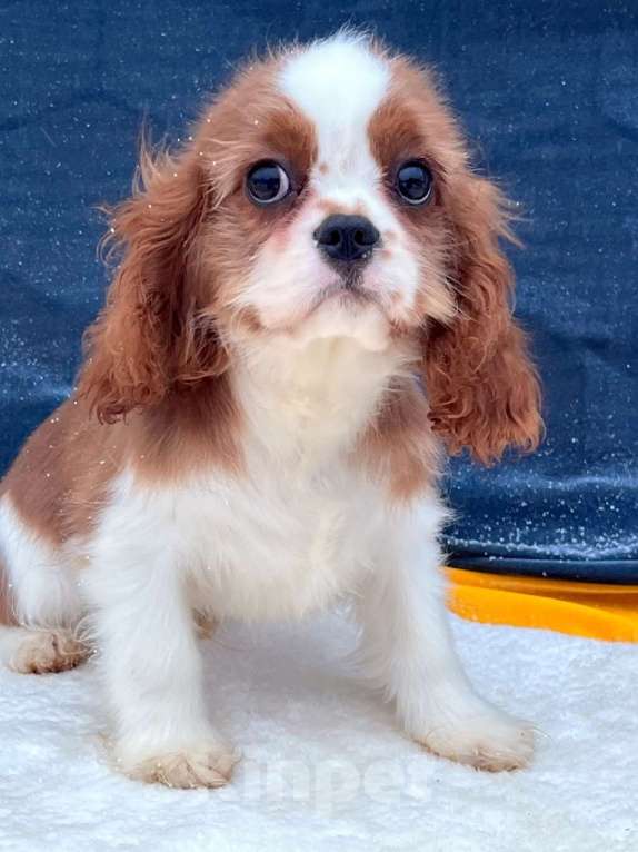 Собаки в Санкт-Петербурге: БЕСТ ИЛРЕАН ИЛЬВЕЙН Мальчик, 100 000 руб. - фото 2
