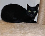 Кошки в Москве: Черничка ищет дом Девочка, Бесплатно - фото 1