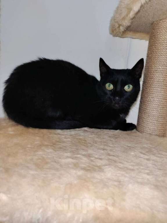 Кошки в Москве: Черничка ищет дом Девочка, Бесплатно - фото 1