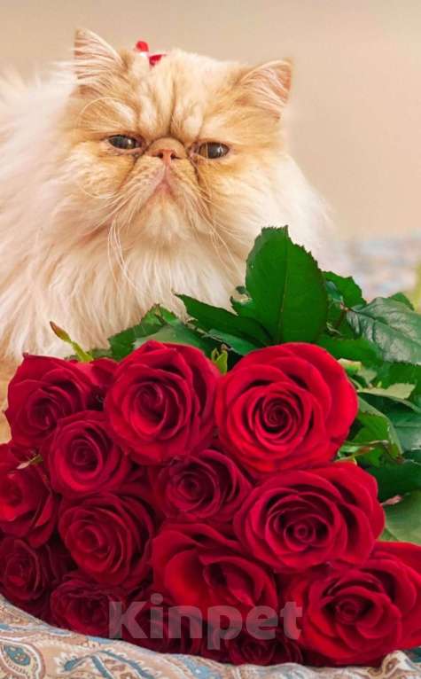 Кошки в Санкт-Петербурге: Вязка персидского котика Мальчик, 5 000 руб. - фото 5