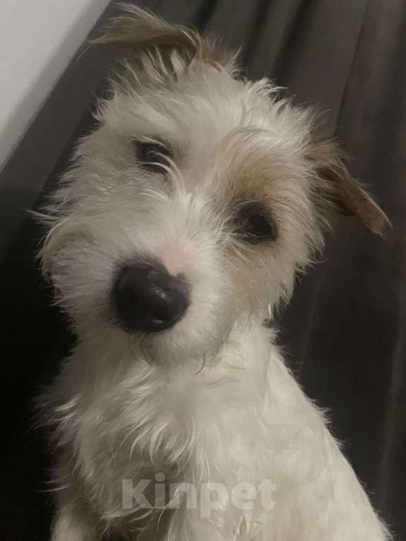 Собаки в Воронеже: Пропала собака! Воронеж Мальчик, 10 000 руб. - фото 2