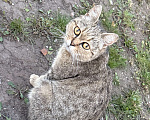 Кошки в Бердске: Кошка-мама Девочка, Бесплатно - фото 1