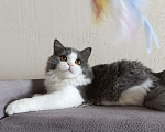 Кошки в Санкт-Петербурге: Шотландский котик Мальчик, 25 000 руб. - фото 3