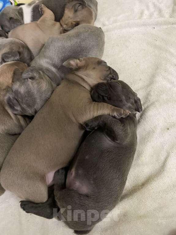 Собаки в Нижнем Новгороде: Продажа щенков французского бульдога  Девочка, Бесплатно - фото 6