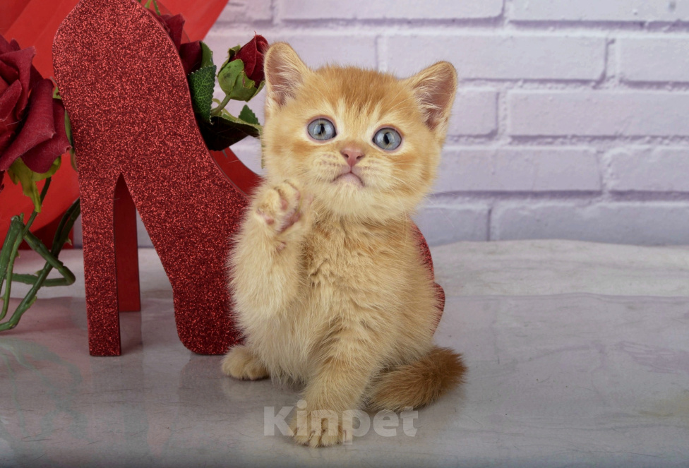 Кошки в Санкт-Петербурге: Британский солнечный котик Мальчик, 45 000 руб. - фото 8