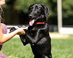 Собаки в Москве: Умнейшая чисто черная красавица собака Багира Девочка, Бесплатно - фото 2