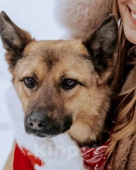 Собаки в Москве: Нежная Варенька в дар Девочка, Бесплатно - фото 2