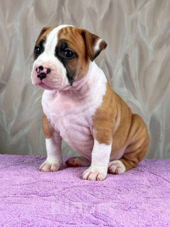 Собаки в Москве: Шикарная девочка амстаффа  Девочка, 80 000 руб. - фото 3