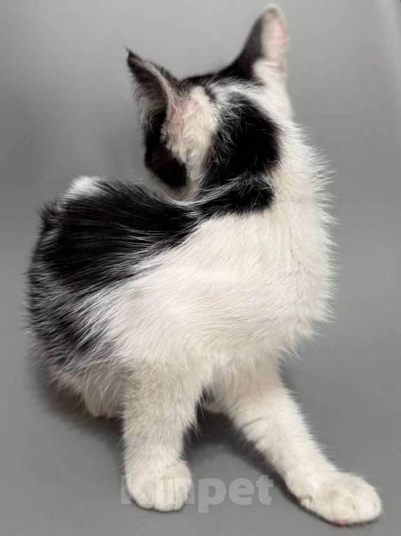 Кошки в Санкт-Петербурге: Котенок 3 месяца ищет дом Мальчик, Бесплатно - фото 4