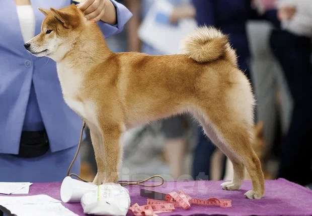 Собаки в Москве: Взрослая Сиба для новых владельцев  Девочка, 50 000 руб. - фото 2