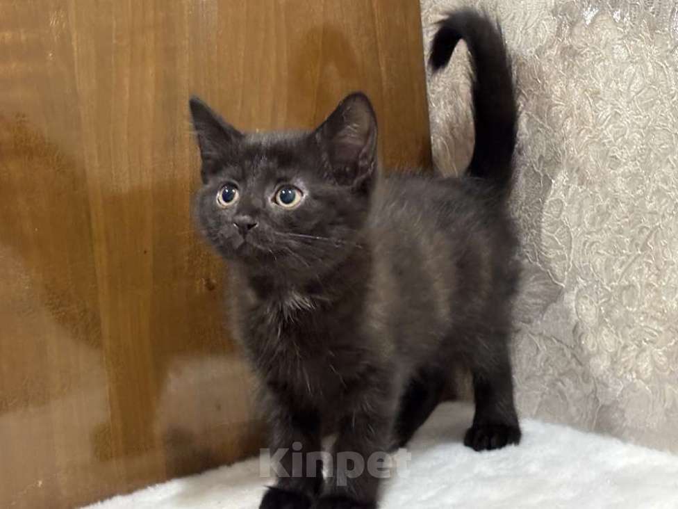 Кошки в Москве: Котята мальчики Юки и Проша в добрые руки! Мальчик, Бесплатно - фото 4