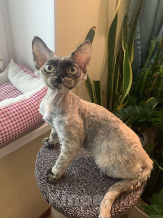 Кошки в Королеве: Котенок Девон-рекс Девочка, Бесплатно - фото 2