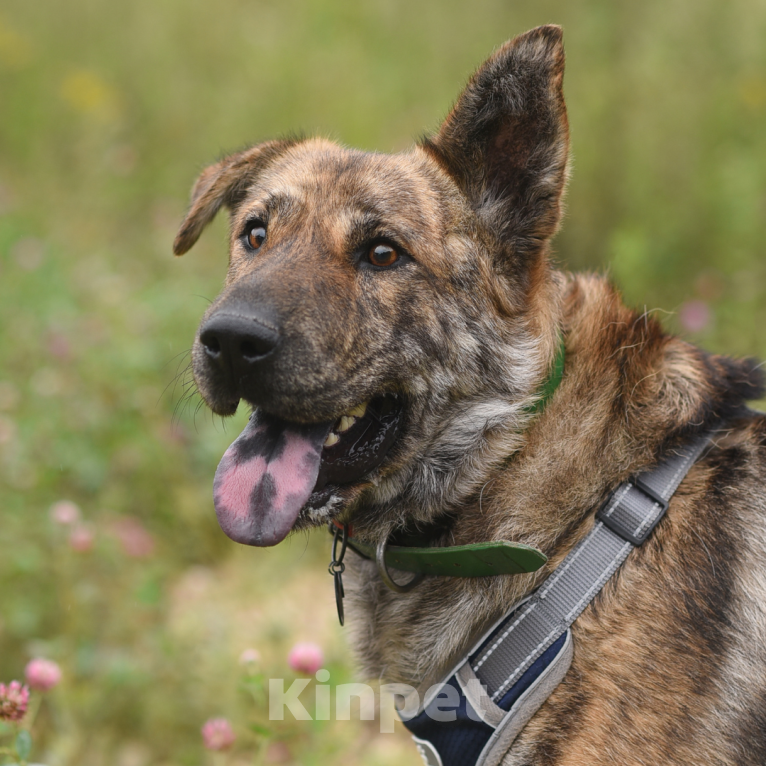 Собаки в Москве: Тигра Девочка, Бесплатно - фото 3