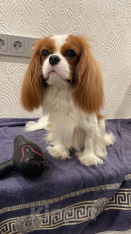 Собаки в Москве: Кавалер Кинг Чарльз Спаниель ВЯЗКА Мальчик, 50 000 руб. - фото 3
