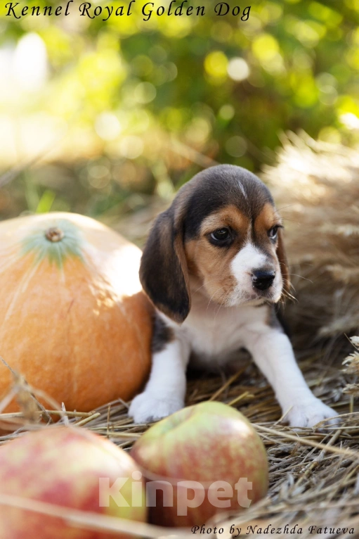 Собаки в Рязани: Девочка бигль Девочка, 60 000 руб. - фото 5