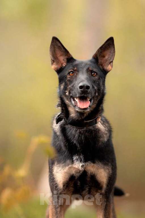 Собаки в Москве: Молодая немецкая овчарка Глория в дар Девочка, 1 руб. - фото 2