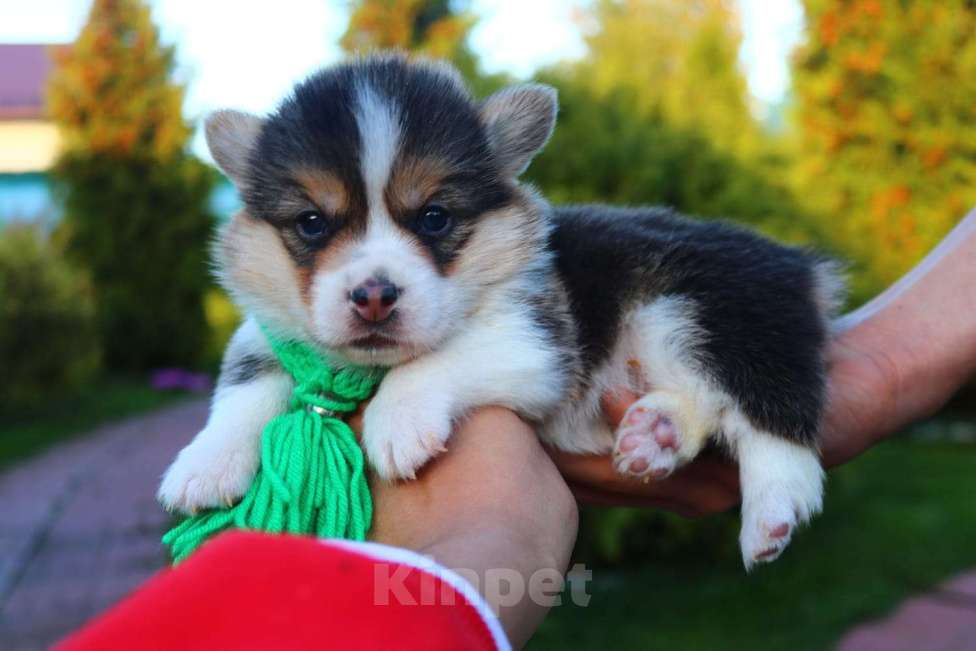 Собаки в Москве: Вельш-корги-пемброк щенки Девочка, 35 000 руб. - фото 4