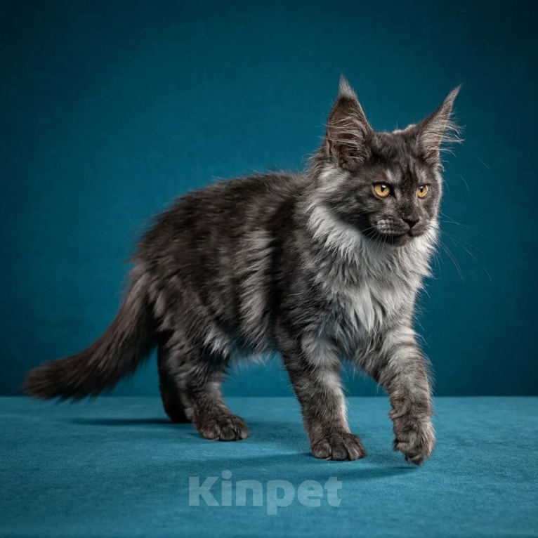 Кошки в других городах Московской области: котенок мейн-кун, девочка,4 месяца Девочка, 75 000 руб. - фото 3