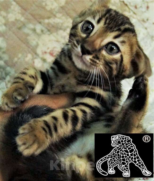 Кошки в Хабаровске: Бенгальский котенок. Профессиональный Питомник. Мальчик, Бесплатно - фото 2