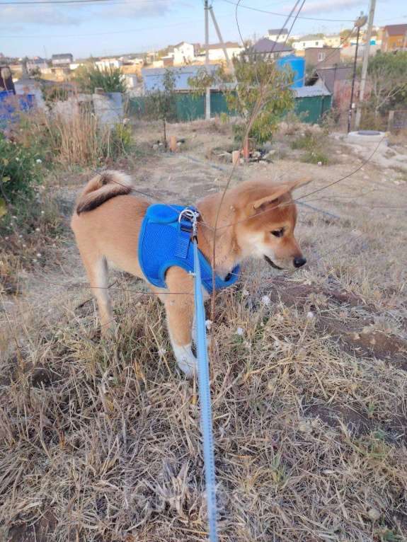 Собаки в Севастополе: Щенок  Сиба  зовут Акибо от Чемпионов Мальчик, Бесплатно - фото 9