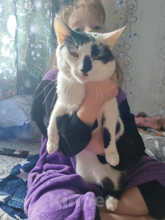 Кошки в Люберцах: Отдам котика в хорошие руки Мальчик, Бесплатно - фото 4