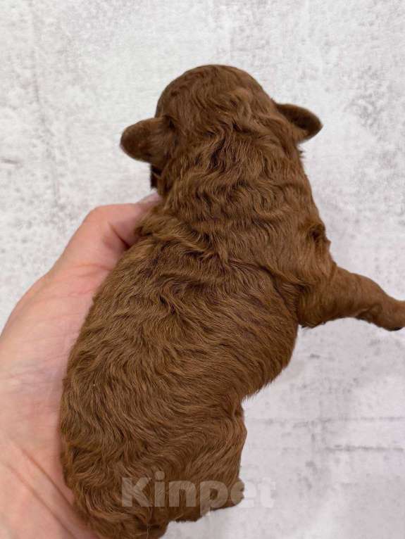 Собаки в Москве: Той-пудель тедди девочка Девочка, 150 000 руб. - фото 5