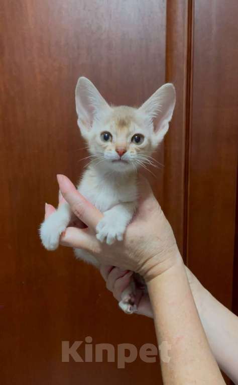 Кошки в Москве: Серебристый абиссинцы Мальчик, 40 000 руб. - фото 2