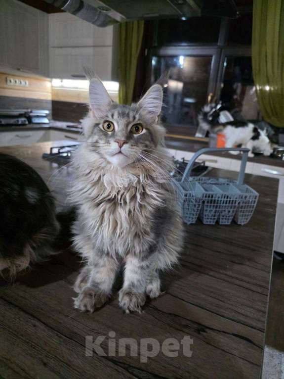 Кошки в Москве: Мейн-кун котенок крупный в любимцы и  в разведние Мальчик, 90 000 руб. - фото 4