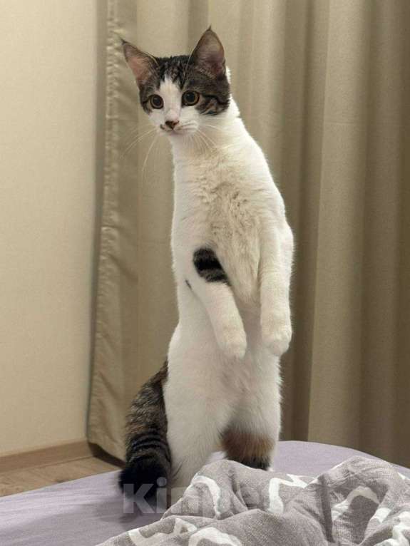 Кошки в Москве: Фифочка Девочка, Бесплатно - фото 2