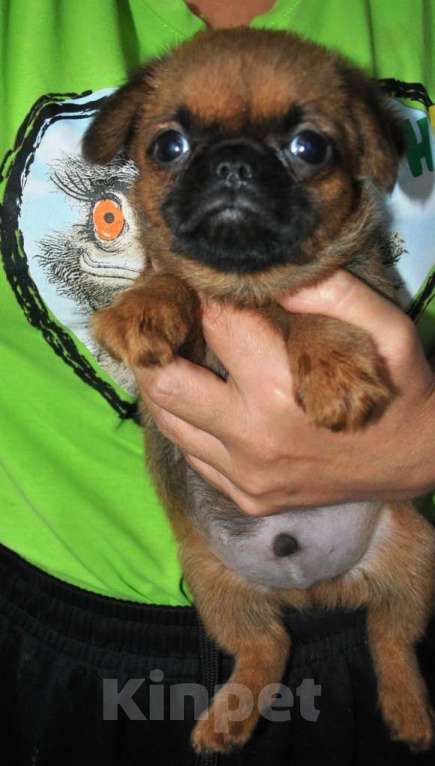 Собаки в Москве: Малый брабансон мальчик Мальчик, 40 000 руб. - фото 2