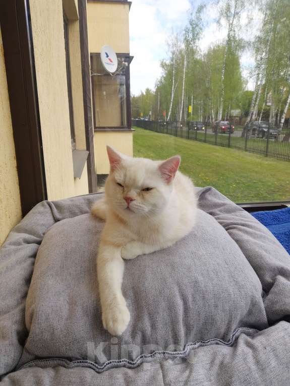 Кошки в Москве: Шотландский котёнок  Мальчик, 15 000 руб. - фото 2