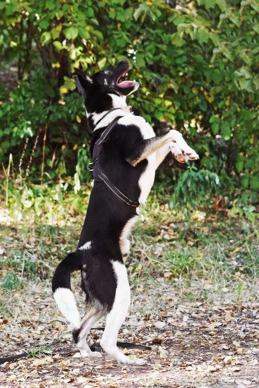 Собаки в Павловском Посаде: Ричик ищет дом Мальчик, Бесплатно - фото 6