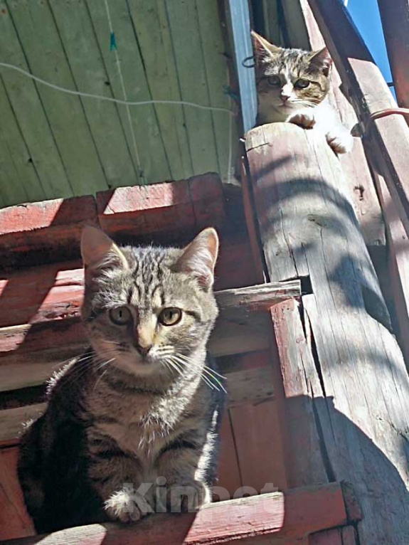 Кошки в Москве: Очень нужен дом для двух котят,замерзающих на дачах Мальчик, Бесплатно - фото 8