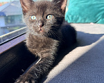 Кошки в Калининграде: Черный Кот-это избыток души❤️🐈‍⬛ Мальчик, Бесплатно - фото 2