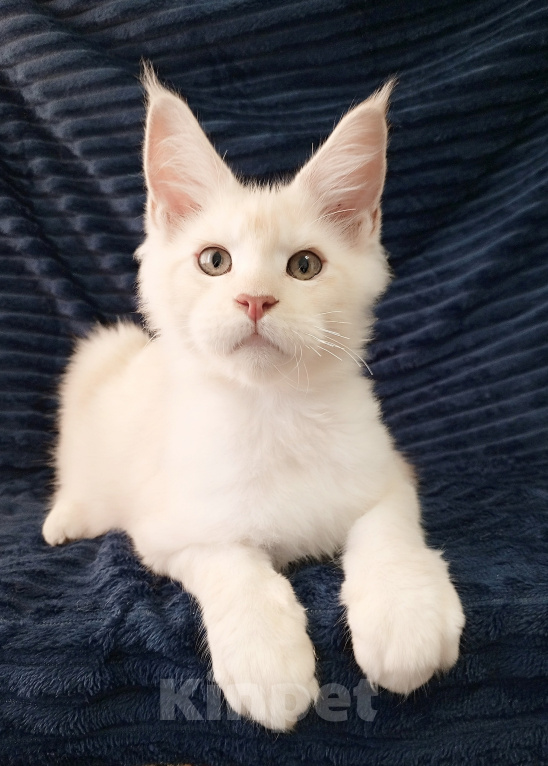 Кошки в Владимире: Мейн-кун котик - персиковый Мальчик, 60 000 руб. - фото 1