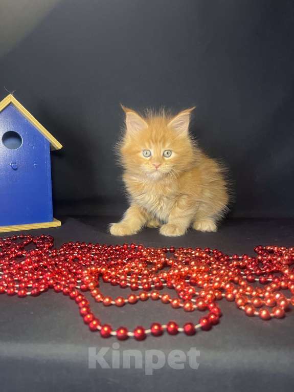 Кошки в Ярославле: Кошка  Девочка, 80 000 руб. - фото 4