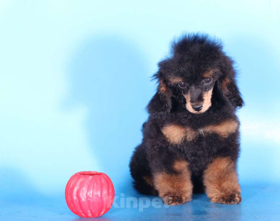 Собаки в Москве: той пудель щенки от 2х чемпионов Мальчик, 75 000 руб. - фото 2