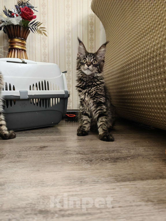 Кошки в других городах Московской области: Девочка мейн-кун Девочка, 18 000 руб. - фото 2