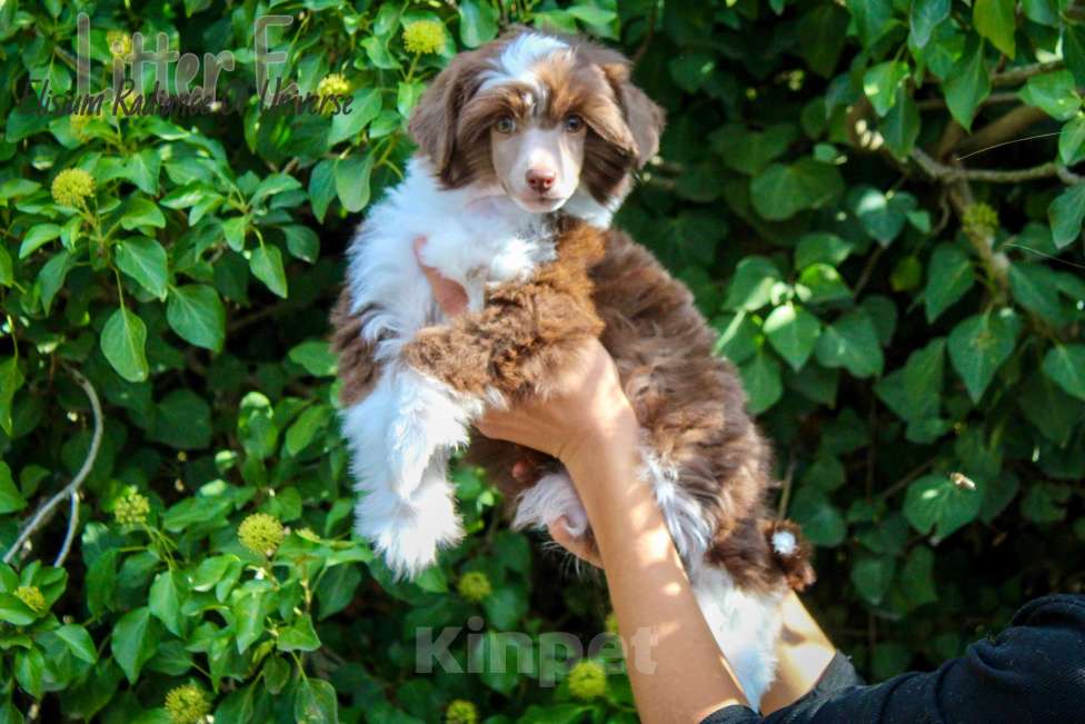 Собаки в Керчи: Пуховый мальчик Мальчик, 35 000 руб. - фото 1