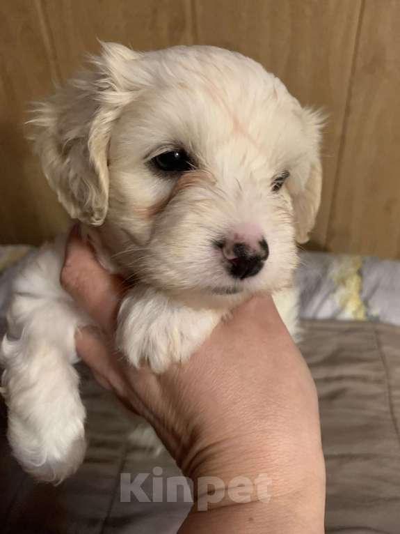 Собаки в Санкт-Петербурге: Щенки китайской хохлатой собаки Разнополые, Бесплатно - фото 4