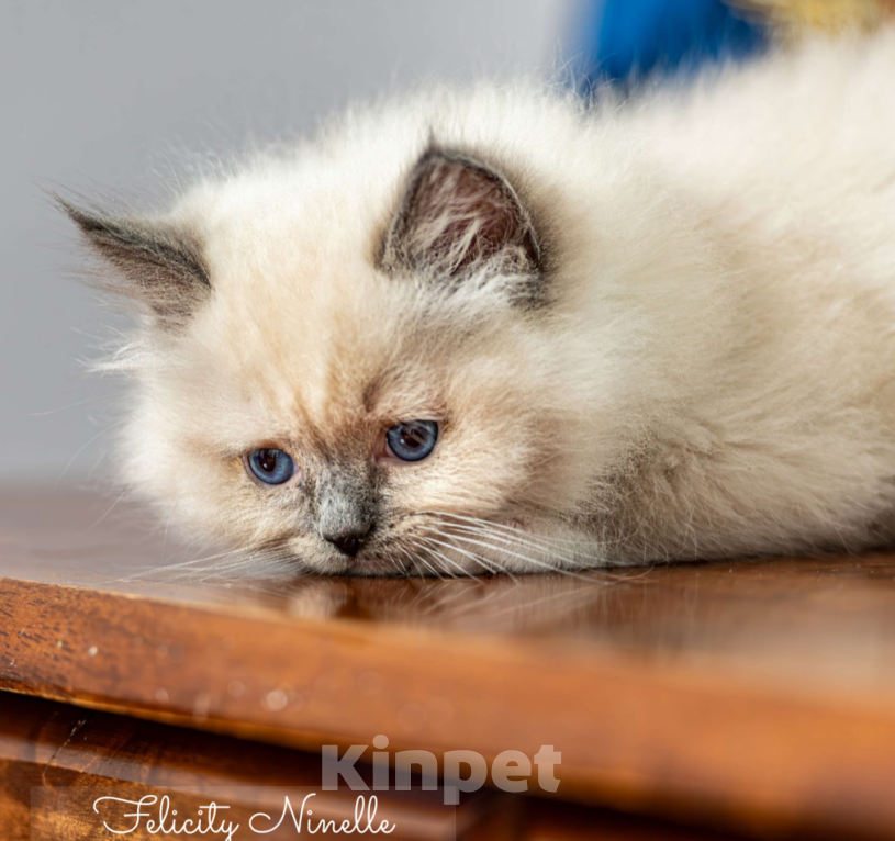 Кошки в Московском: котята рэгдолл Мальчик, Бесплатно - фото 5