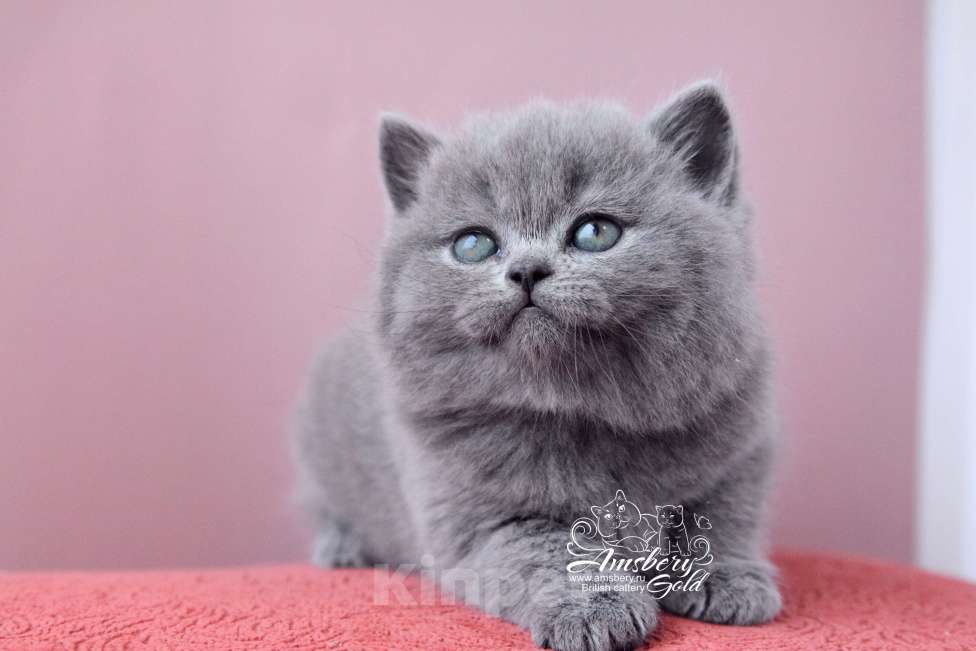 Кошки в Санкт-Петербурге:  Британские котята! Девочка, 50 000 руб. - фото 4