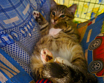 Кошки в Москве: Аркаша очегь хочет бегать, а не сидеть в клетке. Ищет мамочку Мальчик, Бесплатно - фото 6