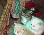 Кошки в Москве: Котята в добрые руки Мальчик, Бесплатно - фото 1
