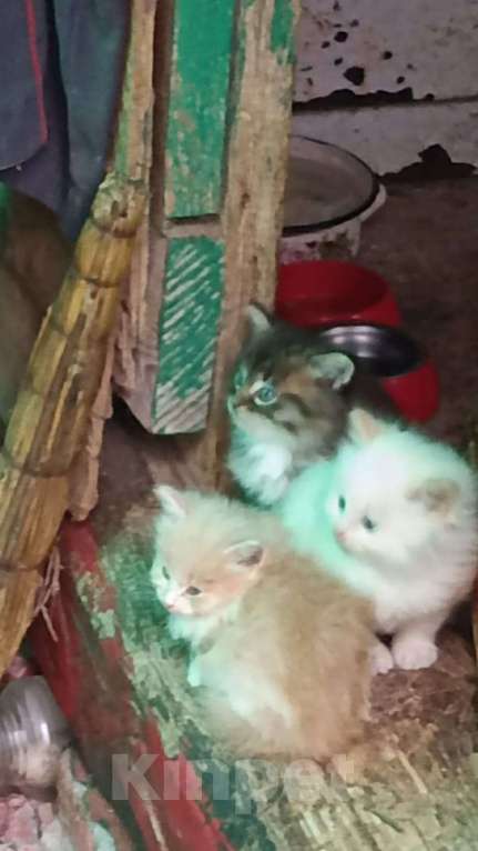 Кошки в Москве: Котята в добрые руки Мальчик, Бесплатно - фото 1