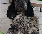 Собаки в Чапаевске: ЩЕНКИ АМЕРИКАНСКОГО КОКЕР-СПАНИЕЛЯ 🐶✨ Мальчик, 50 000 руб. - фото 1
