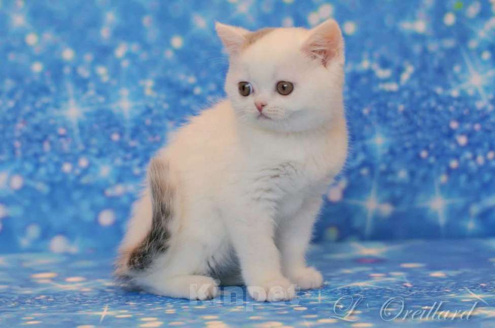 Кошки в Ярославле: Шотландский короткошерстный мальчик Мальчик, 30 000 руб. - фото 4