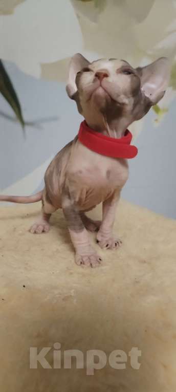 Кошки в Балашихе: 2 девочки Девочка, Бесплатно - фото 2